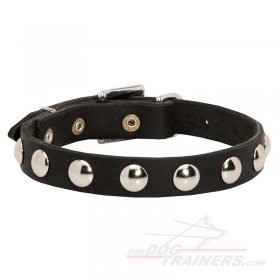 Leather Dog Collar with Nickel Half-Ball Studs for Great Dane