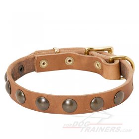 Studded Leather Dog Collar for Great Dane