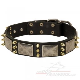 Designer Leather Dog Collar for Great Dane Daily Outings