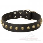 Reliable Leather Great Dane Collar with Brass Studs