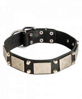 High Quality Leather Great Dane Collar with Nickel Plated Studs and Plates