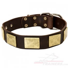 Stylish Leather Great Dane Collar with Nickel Plates