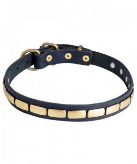 Leather Great Dane Collar with Small Elegant Brass Plates