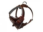 Training and Walking Leather Great Dane Harness
