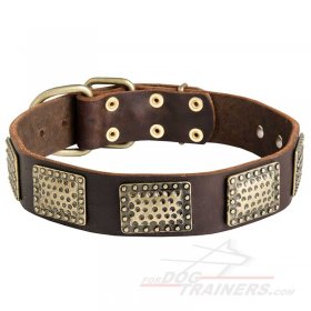 Leather Great Dane Collar with Massive Gold-Like Plates