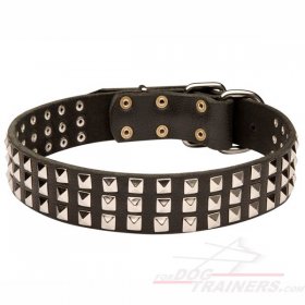 Studded Leather Great Dane Collar of High Quality