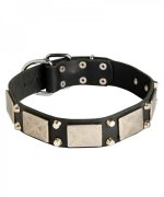 High Quality Leather Great Dane Collar with Nickel Plated Studs and Plates