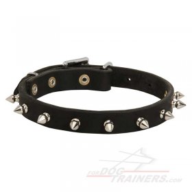Spiked leather dog collar for Great Dane