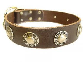 Decorated Leather Great Dane Collar with Conchos