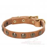 Studded Leather Dog Collar for Great Dane