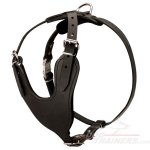 Easily Adjustable Comfy Leather Great Dane Harness