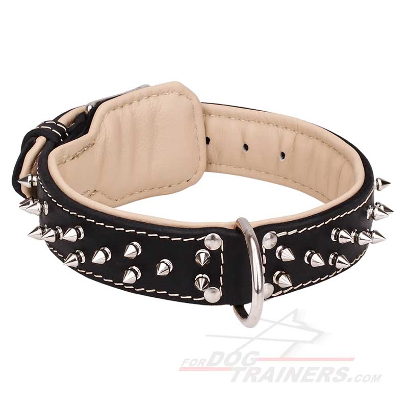 Royal Comfort Spiked Leather Great Dane Collar with Nappa Padding