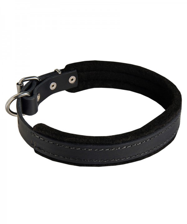 Padded Leather dog collar for Great Dane - 1 inch (25 mm) wide